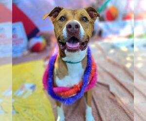 American Pit Bull Terrier Dogs for adoption in Long Beach, CA, USA