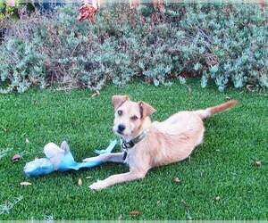 Mutt Dogs for adoption in Escondido, CA, USA