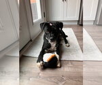 Small #1 Mutt
