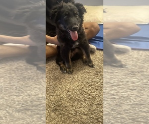 Australian Shepherd Puppy for sale in INDIANAPOLIS, IN, USA
