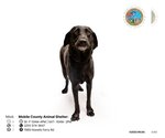 Small Photo #1 Labrador Retriever Puppy For Sale in Mobile, AL, USA