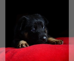 German Shepherd Dog Puppy for sale in BESSEMER CITY, NC, USA