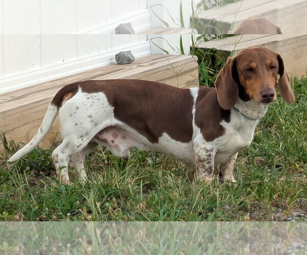 Medium Photo #5 Dachshund Puppy For Sale in Shelbyville, TN, USA