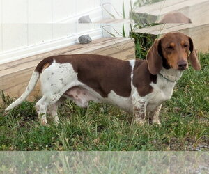 Spurgeon in LA - Male Dachshund Dog for Adoption - Photo #5