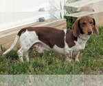 Small #4 Dachshund