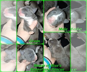 American Pit Bull Terrier Puppy for sale in DELAWARE, OH, USA