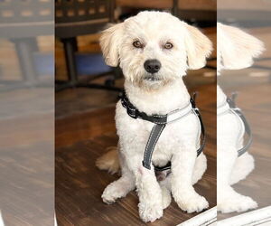 Havanese Dogs for adoption in Menifee, CA, USA