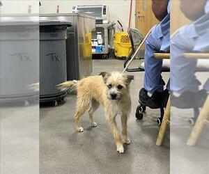 Border Terrier-Unknown Mix Dogs for adoption in Forestville, MD, USA