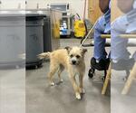 Small Border Terrier Mix