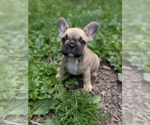 Medium French Bulldog