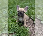 Puppy Cooper French Bulldog