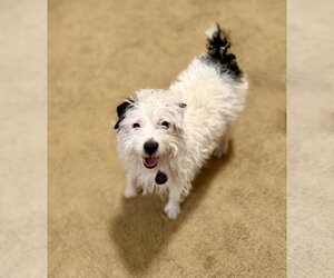 Jack Russell Terrier Dogs for adoption in St. Louis Park, MN, USA