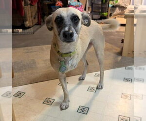 Mutt Dogs for adoption in Coldwater, MI, USA
