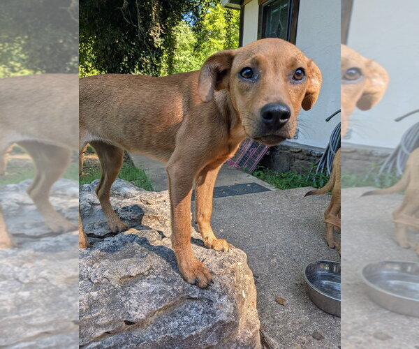 Medium Photo #3 Mutt Puppy For Sale in Vail, AZ, USA