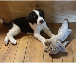 Medium Cane Corso-Saint Bernard Mix