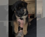 Puppy Diesel Gerberian Shepsky