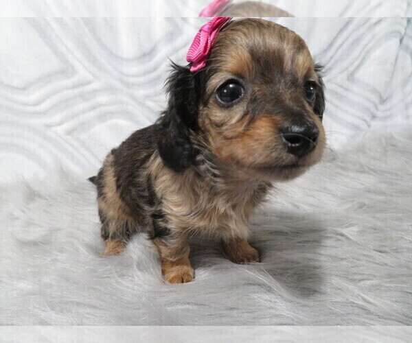 Medium Photo #1 Dachshund Puppy For Sale in HAWESVILLE, KY, USA