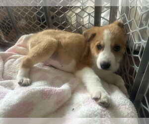 Australian Shepherd-Unknown Mix Dogs for adoption in Plainfield, IL, USA