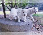 Small Photo #17 Siberian Husky Puppy For Sale in DINWIDDIE, VA, USA