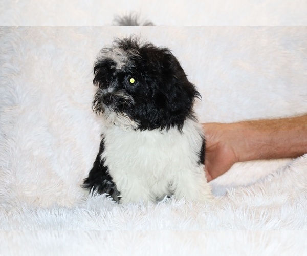 Medium Photo #16 ShihPoo Puppy For Sale in DYERSBURG, TN, USA