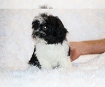 Small #15 ShihPoo