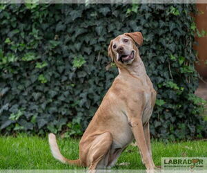 Kuia <3 - Female Labralas Dog for Adoption - Photo #4