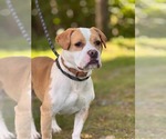 Small #1 American Pit Bull Terrier-Beagle Mix
