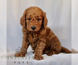 Goldendoodle (Miniature) Puppy for sale in LEOLA, PA, USA