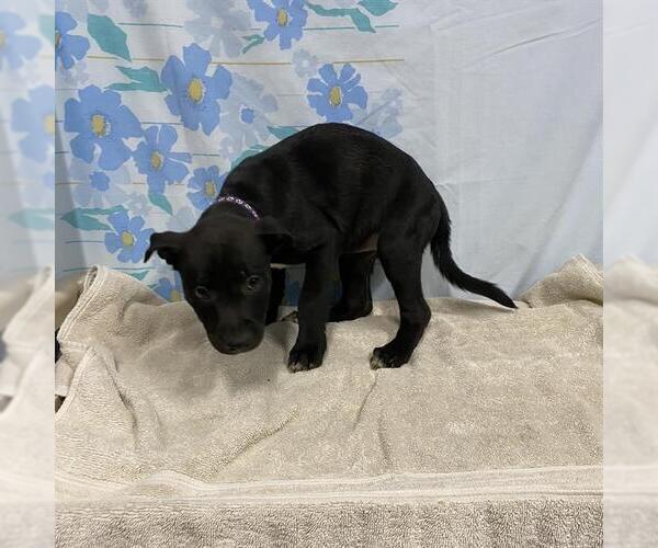 Medium Photo #1 Staffordshire Bull Terrier Puppy For Sale in Modesto, CA, USA