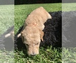 Small Photo #9 Labradoodle Puppy For Sale in DURHAM, CA, USA
