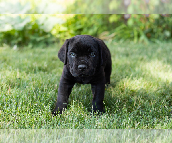 Medium Photo #3 Cane Corso Puppy For Sale in WAKARUSA, IN, USA