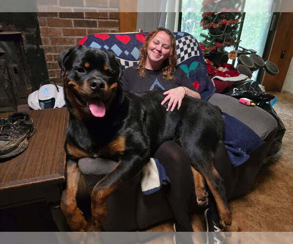 Medium Photo #31 Rottweiler Puppy For Sale in VONORE, TN, USA