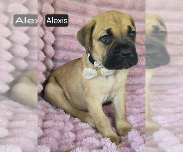 Medium Photo #1 Cane Corso Puppy For Sale in MINERAL WELLS, WV, USA