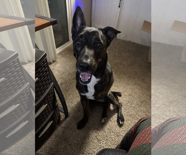 Medium Photo #5 Mutt Puppy For Sale in Chandler, AZ, USA