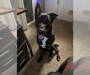 BUG #2 - Female Mutt Dog for Adoption - Photo #5