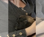 Small Photo #11 Belgian Malinois Puppy For Sale in JACKSONVILLE, FL, USA