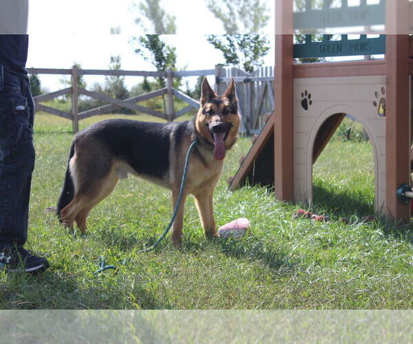 Medium Photo #4 German Shepherd Dog Puppy For Sale in Chestertown, MD, USA