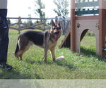 Small #3 German Shepherd Dog