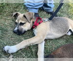 Small #1 Boxer Mix