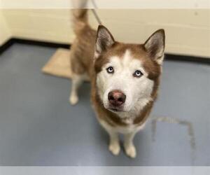 Siberian Husky Dogs for adoption in Denver, CO, USA