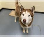 Small Siberian Husky