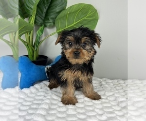 Medium Yorkshire Terrier