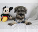 Small #1 Schnauzer (Miniature)