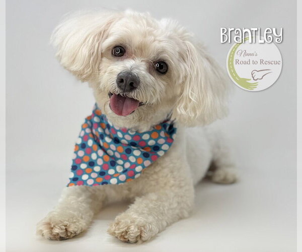 Medium Photo #3 Maltipoo (Miniature) Puppy For Sale in Benton, LA, USA