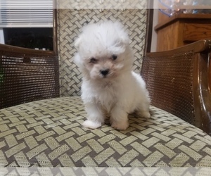 Maltipoo Puppy for Sale in MCMINNVILLE, Tennessee USA