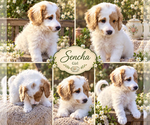 Image preview for Ad Listing. Nickname: Sencha