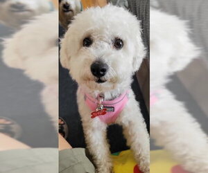 Maltipoo (Miniature) Dogs for adoption in San Diego, CA, USA