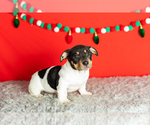 Small #17 Alapaha Blue Blood Bulldog-Jack Russell Terrier Mix