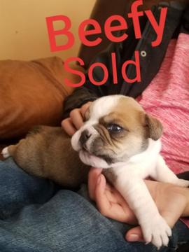Medium Photo #4 Bulldog Puppy For Sale in ALBUQUERQUE, NM, USA