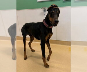 Doberman Pinscher Dogs for adoption in Placerville, CA, USA